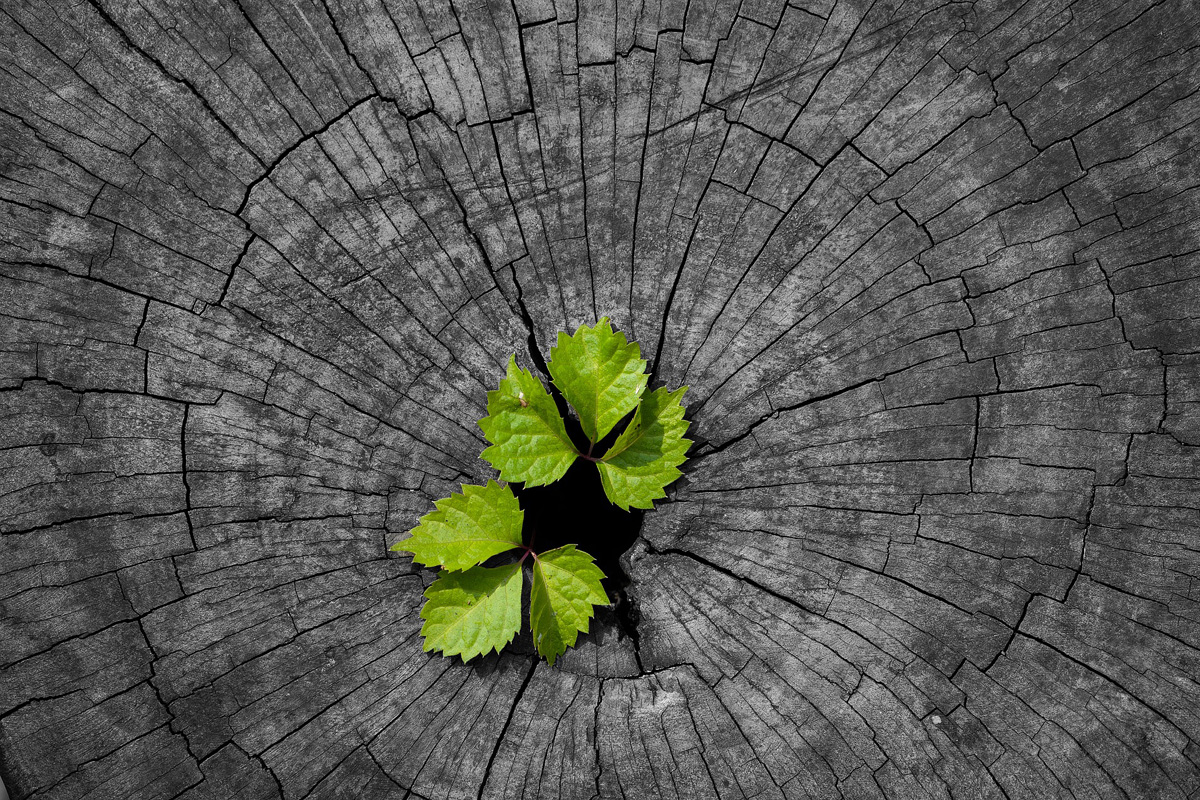 Metaphors for resurrection are often found in nature. Image by zhugher, courtesy of Pixabay.