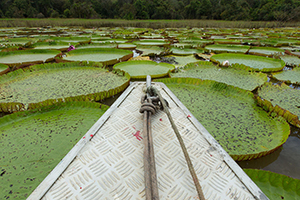 Victoria Lilies on a tributary of the Amazon River in the Jacaré indigenous community near Autazes, Brazil. Water covers 71% of the earth's surface with 96.5% being salt water and only 3.5% being fresh water we can drink. Facts courtesy of NASA; photo by Mike DuBose, United Methodist Communications.