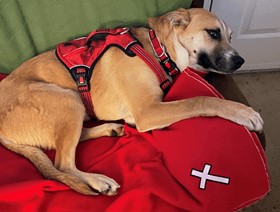 An abandoned dog found a new home and he was gifted a prayer blanket. He is now a therapy dog and takes his blanket everywhere he goes! Photo courtesy of the Community Pet Ministry at Pinnacle View UMC.